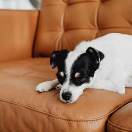 Un cane dorme su un divano